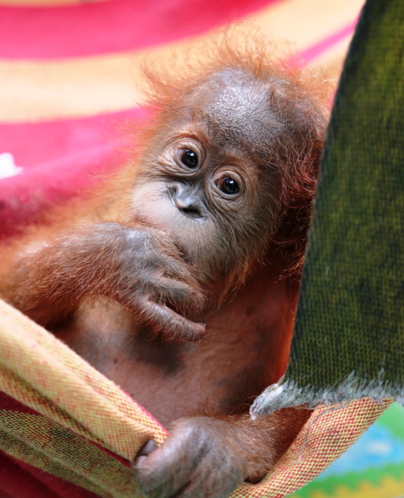  One-year-old male Sumatran orangutan Bitang, whose mother was likely killed, was being illegally kept as a pet by villagers in Aceh. He came into the care of the Sumatran Orangutan Conservation Programme in August (10-months old) severely dehydrated and starving, but is now thriving Source: Auckland Zoo