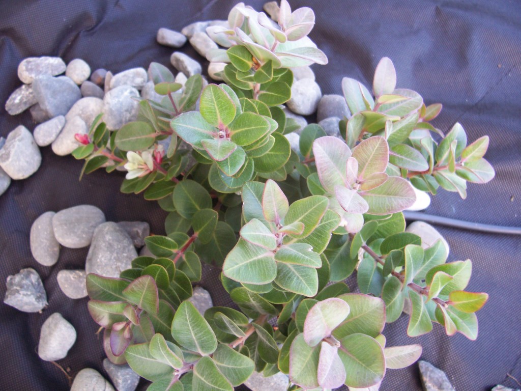 Dwarf Pohutukawa Tree
