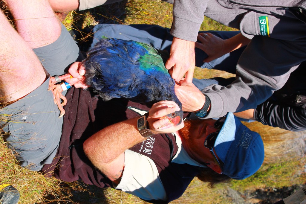 Auckland Zoo bird keeper Chris Steele assists Department of Conservation staff to fit a transmitter on one of the takahē Source: Auckland Zone