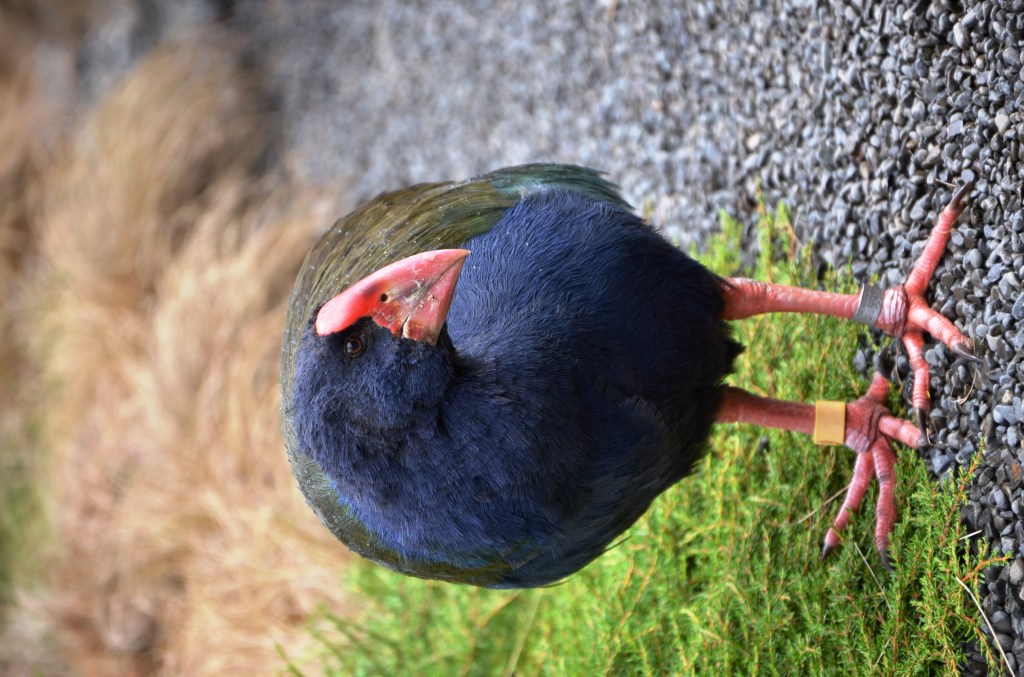 Takahe Source: Auckland Zoo